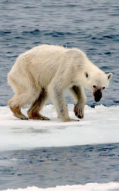 Feature-Cards_0005_Endangered_arctic_-_starving_polar_bear_edit